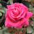 Ružová - Čajohybrid - Görgény